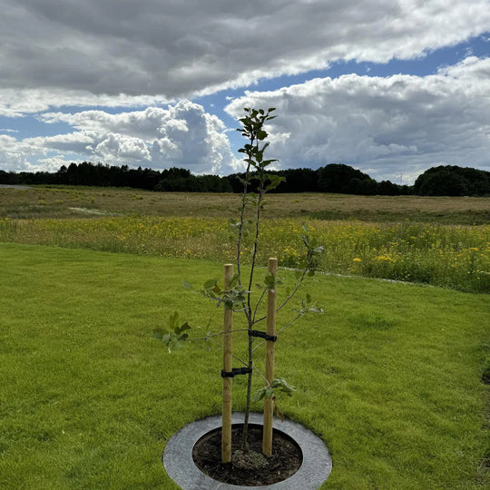 Maairand van cortenstaal