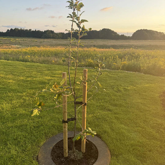 Maairand van cortenstaal